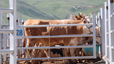 Yalova kurbanlık fiyatları 2025! Yalova'da büyükbaş küçükbaş kurbanlık fiyatı ne kadar?