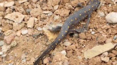 Türkiye’de ilk defa Tunceli’de görülmüştü! Pülümür'de yeniden ortaya çıktı