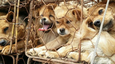 En çok köpek eti tüketilen ülkeler açıklandı! Peynir ekmek gibi tüketiyorlar