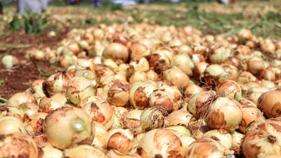 Türkiye'nin en önemli üretim merkezlerinden Adana'da 7 liradan satılıyor