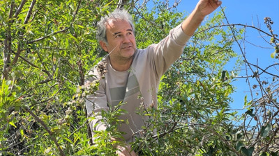 Antalya'nın Kaş ilçesinde toplanıyor! Pazarda 1000 liraya satılıyor