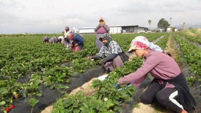Mersin'den Rusya, Ukrayna ve Katar'a gönderiliyor: Kilosu 90 TL...