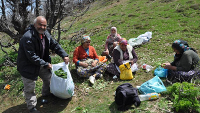 Dağlardan topluyorlar! Kilosu 250 liradan kapış kapış satılıyor