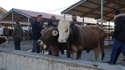 Erzurum'un Oltu ilçesinde uyguna kurban satışı başladı! Kurbanlıklar bakın kaç liradan satılıyor