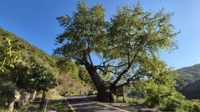 Tekirdağ'da yer alıyor! 330 yaşında ve 15 padişah, 12 cumhurbaşkanı gördü