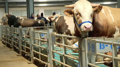 Ordu kurbanlık fiyatları 2025! Ordu'da büyükbaş küçükbaş kurbanlık fiyatı ne kadar?