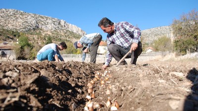 Antalya'da kendiliğinden yetişiyor! Yaylalardan Hollanda'ya gönderilecek