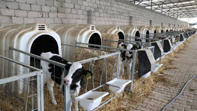 Buzağı desteği başvuruları ne zaman bitecek?