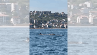 Tekirdağ'da denizin ortasında şok eden görüntü: Sürü halindeler...