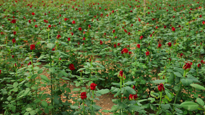 Adana'da 5 liradan satılıyor!