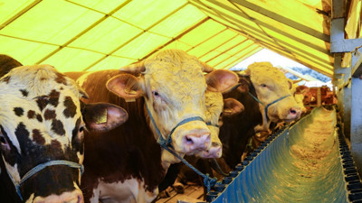 Kayseri'de canlı büyükbaş hayvanın kilo fiyatı belli oldu
