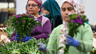 Yüzde 15 arttı! 30 ülkeye çiçek ihraç edildi