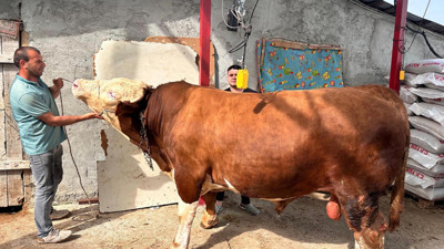 Bursa'nın en büyük kurbanlığı satışa çıktı