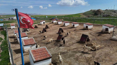 Dünyada sadece Sivas'ta bulunuyor! Ortadoğu ülkeleri talip oldu