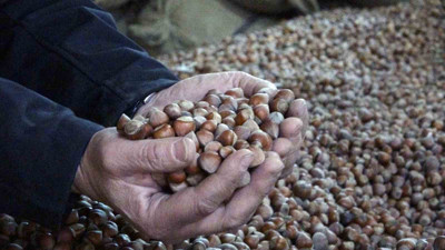 Fındık fiyatları düştü! Bakın fındığın fiyatı ne kadar oldu