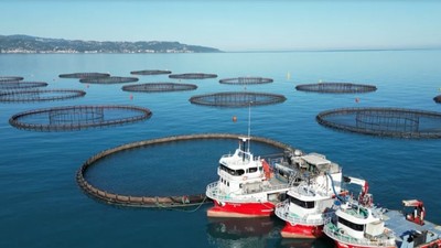Trabzon, Rize, Artvin'de üretiliyor! Japonya, Kanada ve Avrupa'ya gönderiliyor