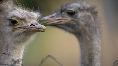 O şehirde deve kuşu yetiştiriciliği ilgi görüyor!