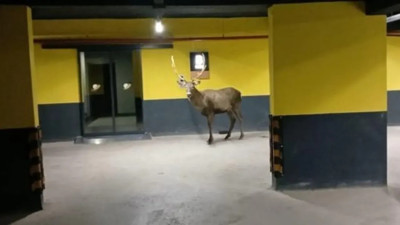 Kızıl geyikler kentte: Kocaeli'de ilginç görüntüler