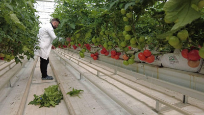 Manisa'da üretilip Avrupa ülkelerine satıldı! Kula ilçesinden 500 ton gönderildi