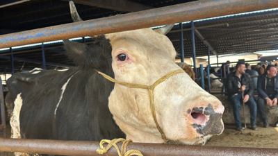 Türkiye'nin en ucuz kurbanlıkları o şehirde! 2025 kurban fiyatları dikkat çekti, pazarda hareketlilik başladı