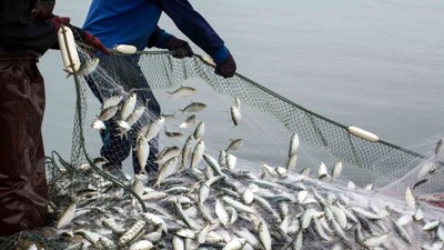 Muğla’nın ihracat şampiyonu oldu: 93 bin ton ihraç edildi