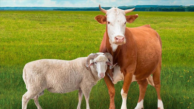 Afyonkarahisar kurbanlık fiyatları 2025: Afyon'da kurbanlık kaç TL?