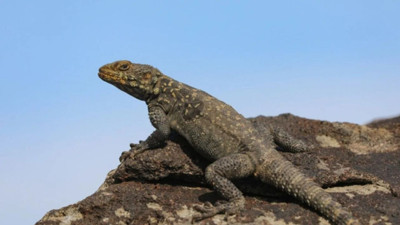 Ağrı'da ortaya çıktı! Dünyada sadece burada yaşıyorlar