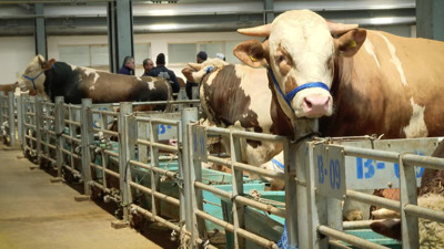 Edirne kurbanlık fiyatları 2025! Edirne'de büyükbaş küçükbaş kurbanlık fiyatı ne kadar?