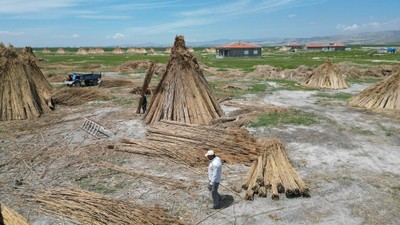 Afyonkarahisar’da toplanıyor! Avrupa ülkelerine satılıyor