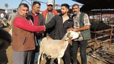 Kurbanlıklar alıcı bekliyor