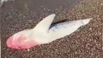 Antalya'da köpek balığı ölüsü kıyıya vurdu!