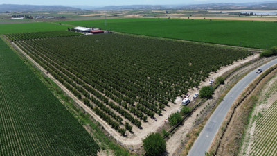 Hatay’da üretiliyor! Market raflarında kilosu 70 TL'den satılıyor