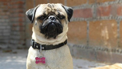Görünce sevmek isteyeceksiniz ama YASAK: Bu 10 köpek ırkı tehlike saçıyor!