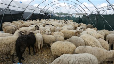 Kurbanlık fiyatları ne kadar? Türkiye'de bu sene kaç kurban kesilecek?