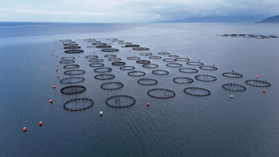 Ordu'nun iki ilçesinde üretiliyor! Rusya ve Japonya'dan çok talep görüyor