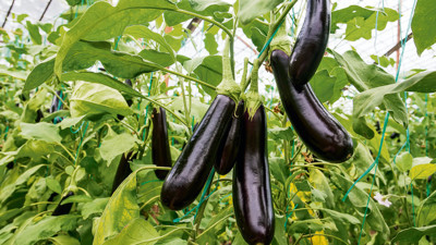 En fazla patlıcan üreten ülkeler belli oldu! Bakın Türkiye kaçıncı sırada...