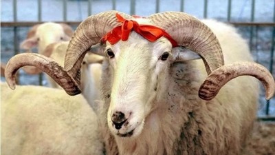 Kurban Bayramı öncesi pazarlıklar kızıştı! İşte il il güncel kurbanlık fiyatları