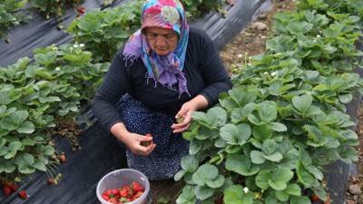 Ordu'nun Altınordu ilçesinde üretiliyor! Kilosu 150 liraya satılıyor