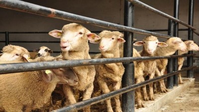 Taksitle kurbanlık alınır mı? Kredi, taksit ve kredi kartıyla kurban kesilir mi?