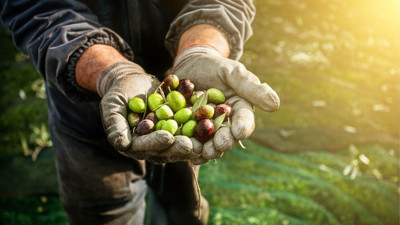 En fazla zeytin üreten 10 ülke açıklandı! Bakın Türkiye kaçıncı sırada...