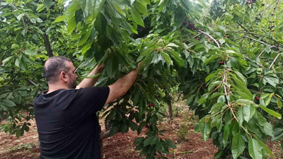 Gaziantep'in İslahiye İlçesinde üretiliyor! Marketlerde 200 liraya satılıyor