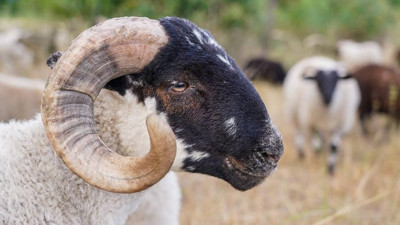 Kurban keserken okunacak dualar! İşte doğru uygulama rehberi