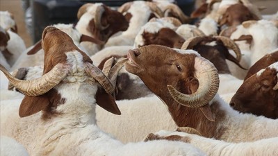 Eczane, sağlık ocağı, hastaneler arefe günü açık mı?