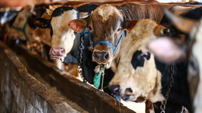 Kurban kesmenin yasak olduğu ülkeler açıklandı! Listede tek bir İslam ülkesi var
