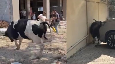 Mersin'de kurbanlık alarmı! Zor anlar yaşandı