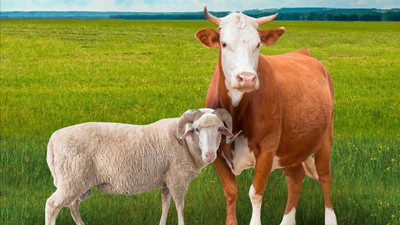 Kurban Bayramı'nda kaç kurbanlık satıldı? Rakamlar açıklandı!