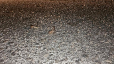 Elazığ'da görüntülendi! Yüzlercesi yolu kapattı