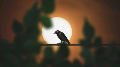 Hayvanlar aleminin gizemli güçleri: Her birini okuyunca şaşıracaksınız!