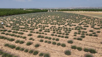 İnternetten görüp başladılar! Malatya'da yaklaşık 40 dönümlük arazide üretiyorlar