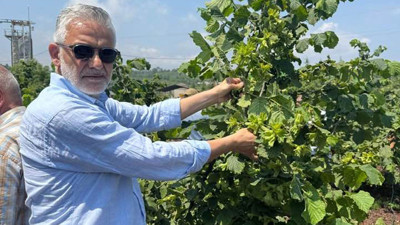 Yaş fındığın fiyatı belli oldu! Bakın Ordu'da kaç liradan satılıyor